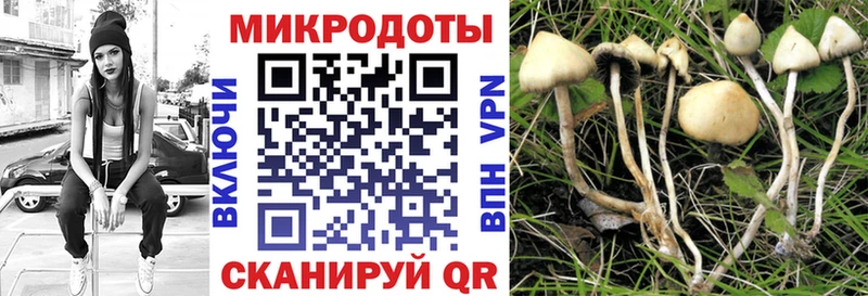 Галлюциногенные грибы Psilocybe Богородицк